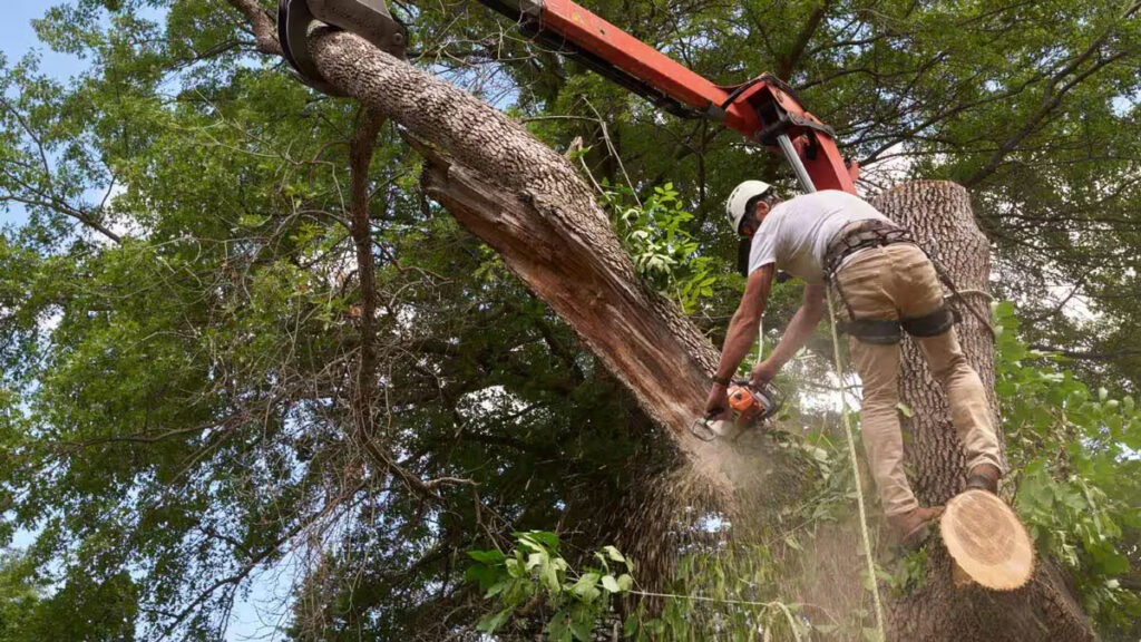 Emergency Tree Services Available in Cedar Park